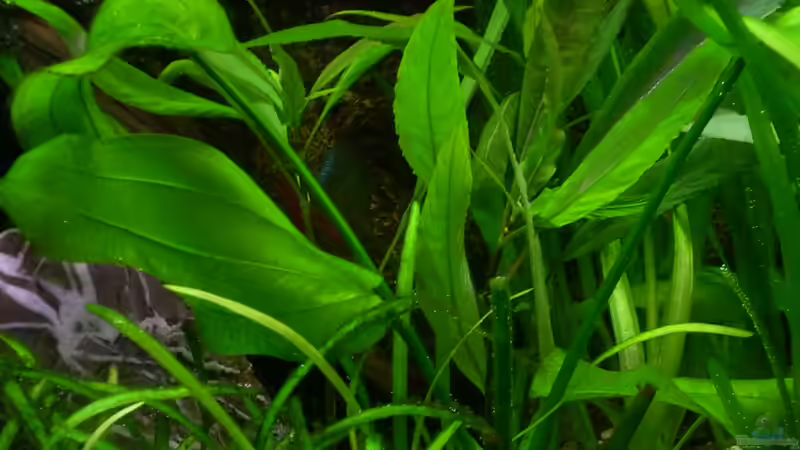 Echinodorus cordifolius (Marble Queen) von @quarium Cologne (28)