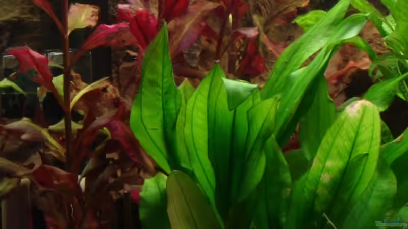 Echinodorus cordifolius im Aquarium pflegen (Einrichtungsbeispiele für Herzblättrige Schwertpflanze)