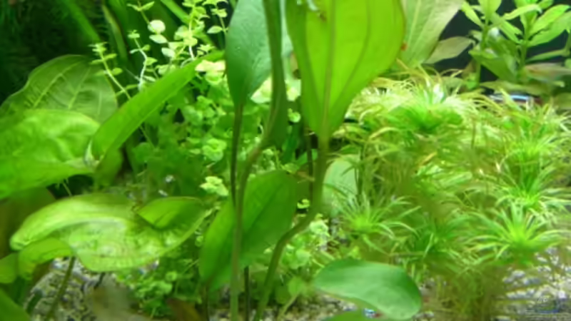 Echinodorus cordifolius MINI von Alexander Eckel (14)