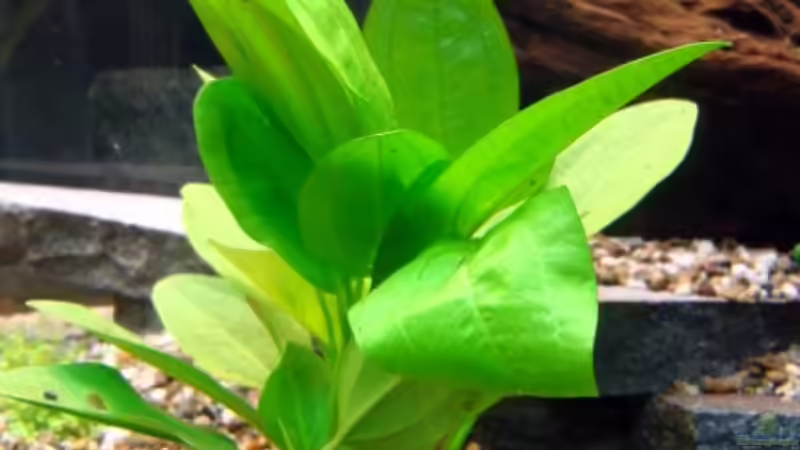 Echinodorus cordifolius Mini von Marina (18)