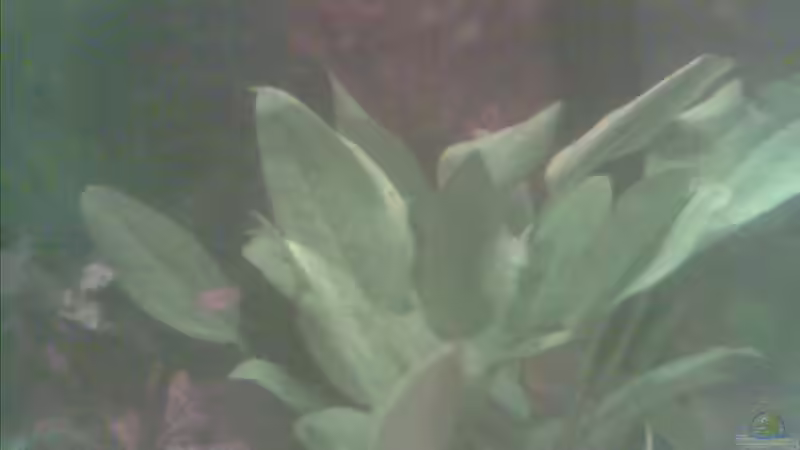 Echinodorus cordifolius ´Mini´ von Sammy1981 (6)