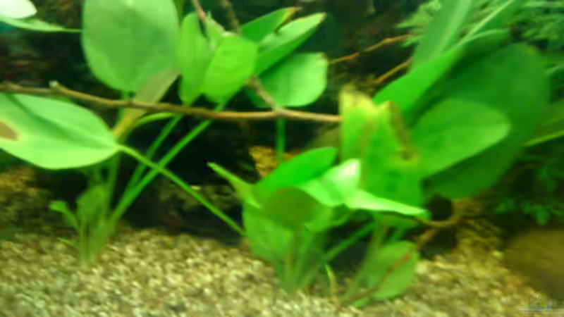 Echinodorus cordifolius im Aquarium pflegen (Einrichtungsbeispiele für Herzblättrige Schwertpflanze)