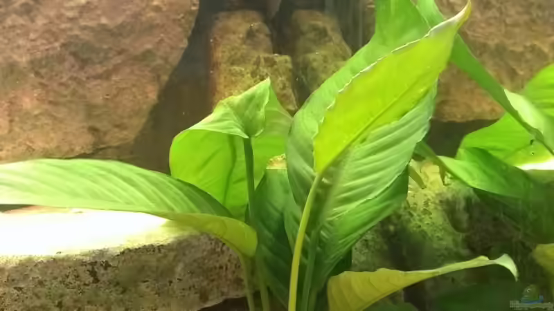 Echinodorus cordifolius ovalis von Jan H. (16)