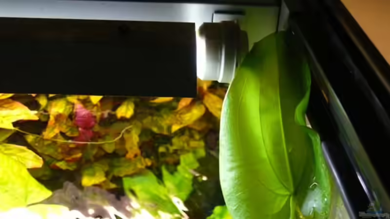 Echinodorus cordifolius verläßt das Becken! von Die kleine Meerjungfrau (28)