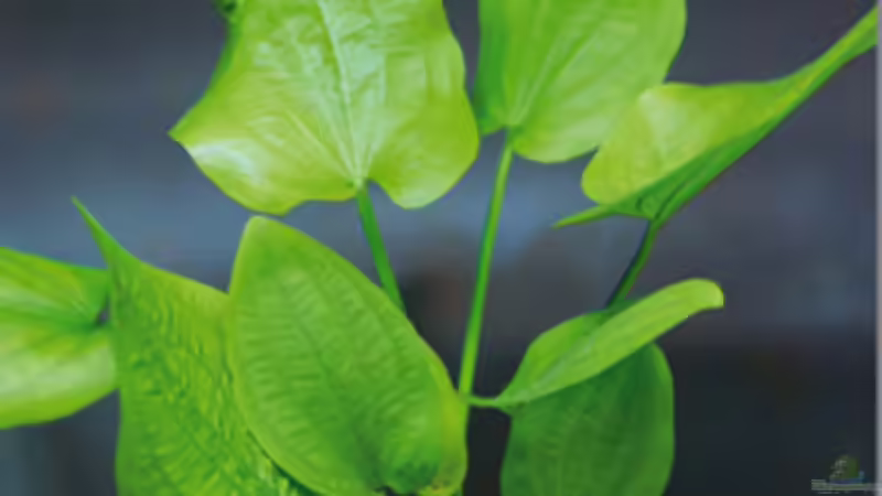 Echinodorus cordifolius von Beat Affolter (5)