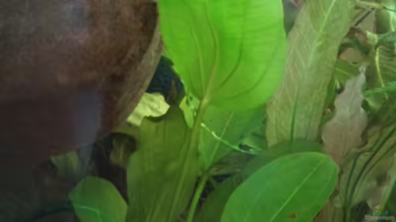 Echinodorus cordifolius von De O (5)