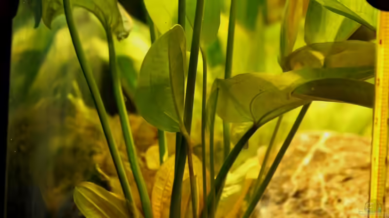 Echinodorus cordifolius von die Perle... (34)