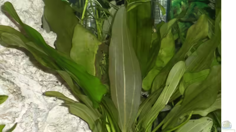 Echinodorus ´cordifolivs´? ( Froschlöffelgewächs ) von EO (8)