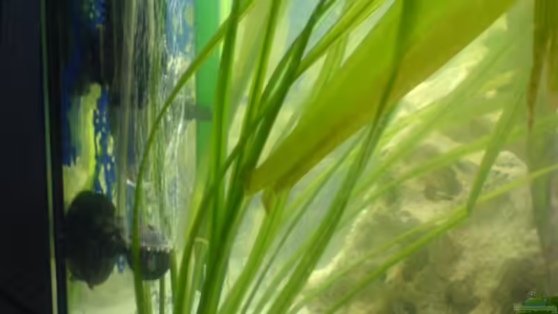 Echinodorus dan weiss ich nicht mehr weiter von t-time (4)