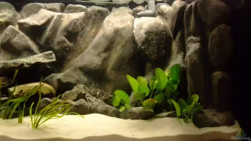 Echinodorus Dschungelstar auf der Rechten Seite 04.2013 von Trooper (25)