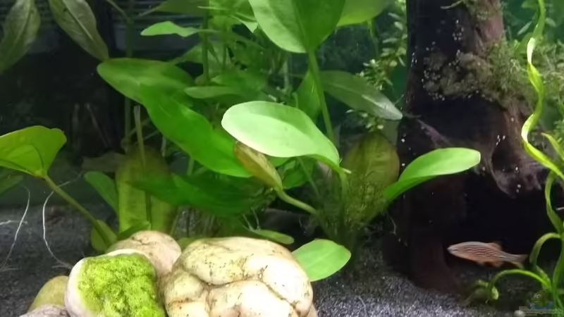 Echinodorus Dschungelstar ´Kleiner Bär´ von Stephy (13)