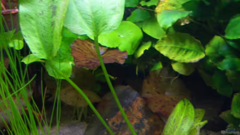 Echinodorus Dschungelstar nr. 14 - 16.02.2015 von Schratze (71)