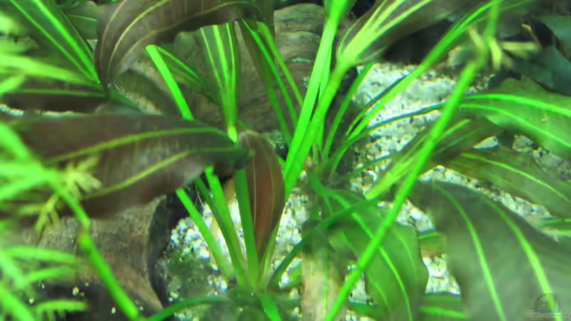 Echinodorus Dschungelstar Nr. 15 ´Simply Red´ von Tigerlotus (40)