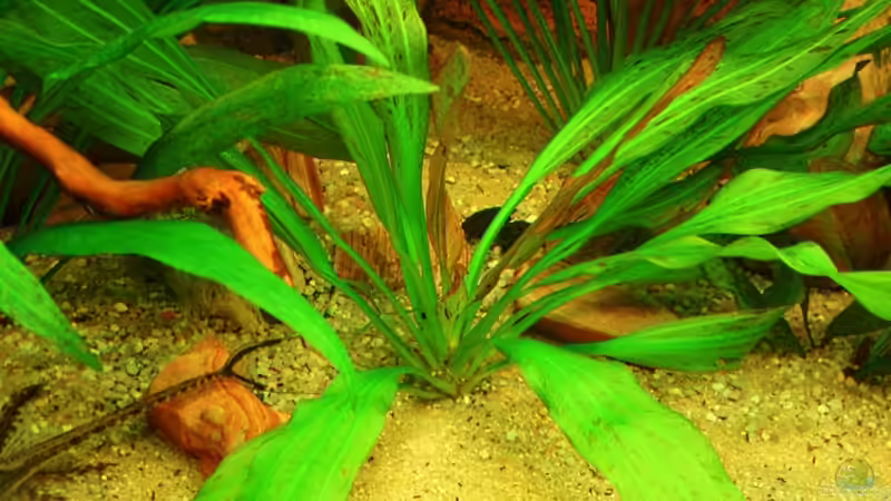 Echinodorus Dschungelstar Nr. 3 ? von ~Marco~ (24)