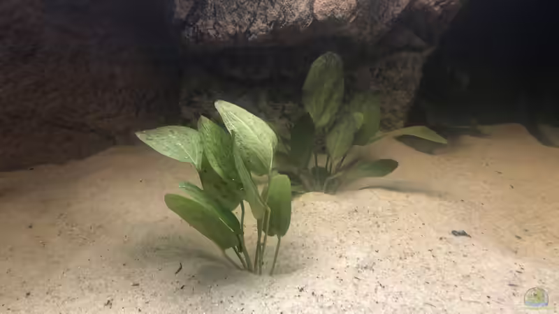 Echinodorus Dschungelstar Nr. 9 von Hippopotan (12)