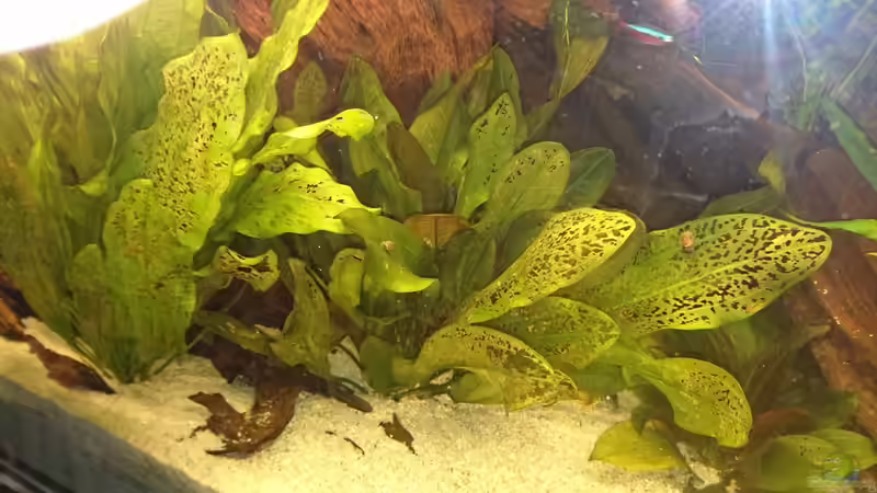 Echinodorus Dschungelstar Nr.2 ´Kleiner Bär´ (Januar 2016) von Wolly (20)