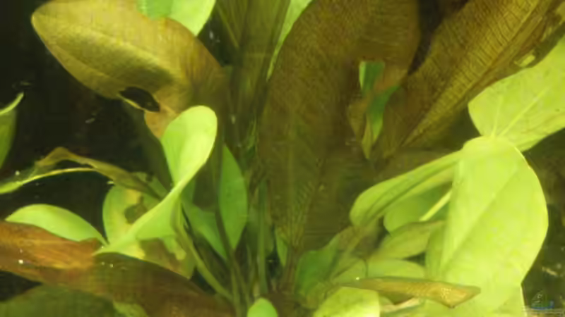 Echinodorus Dschungelstar Nr.2 ´Kleiner Bär´ (September 2015) von Wolly (18)