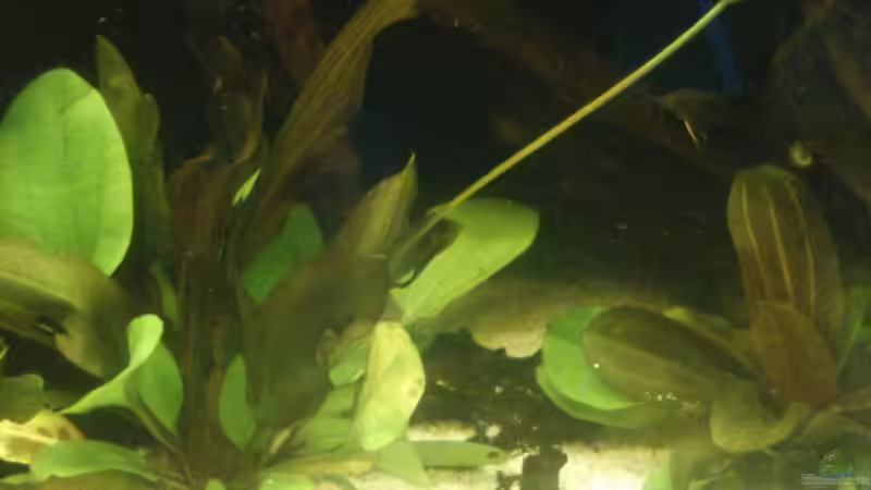 Echinodorus Dschungelstar Nr.2 ´Kleiner Bär´ (September 2015) von Wolly (19)