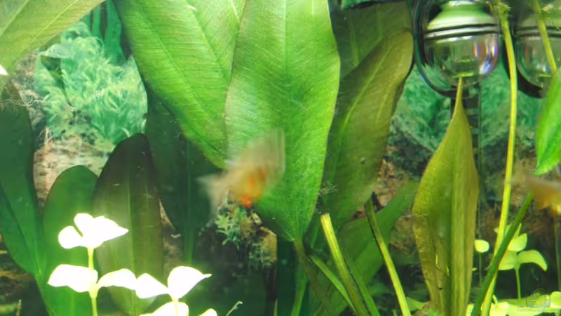 Echinodorus Dschungelstar Nr.2 Kleiner Bär von Oberregenwurm (7)