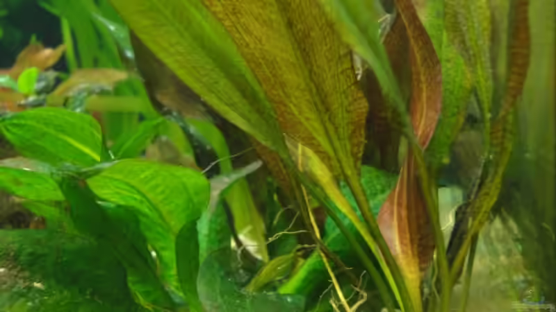 Echinodorus Dschungelstar Nr.2 von -Mark- (8)