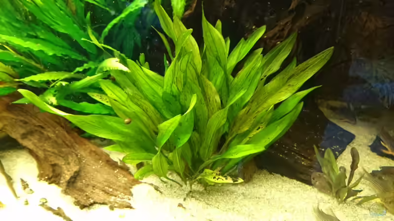 Echinodorus Dschungelstar Nr.3 ´Python´ (Januar 2016) von Wolly (26)