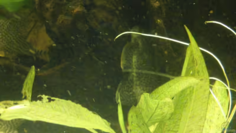 Echinodorus Dschungelstar Nr.3 ´Python´ (September 2015) von Wolly (25)