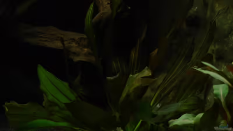 Echinodorus Dschungelstar von Alfur (10)