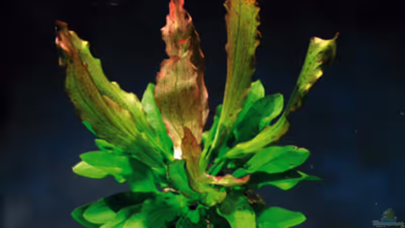 Echinodorus Dschungelstar von Beat Affolter (7)