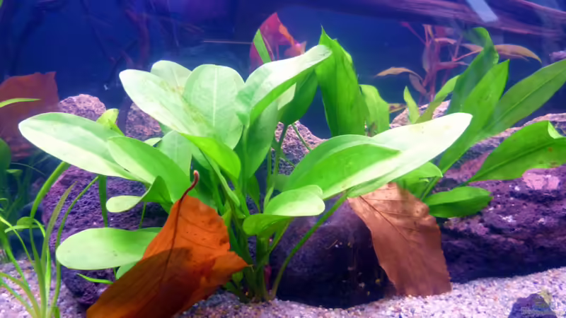 Echinodorus Dschungelstar von Deino (11)