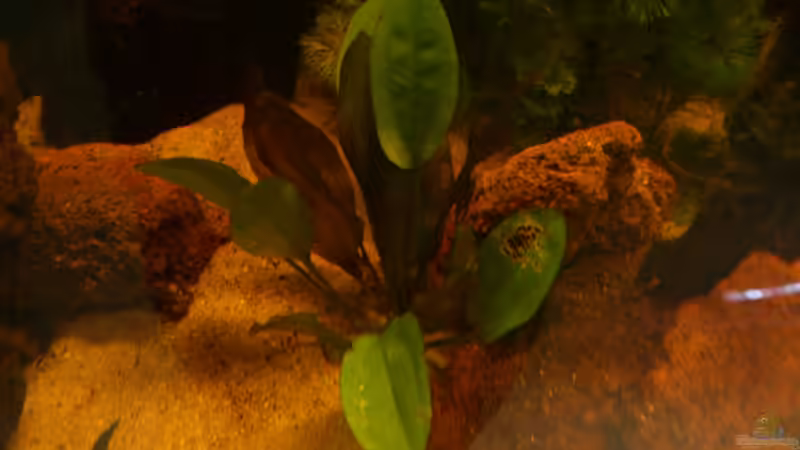 Echinodorus Dschungelstar von Kai Heermann (9)