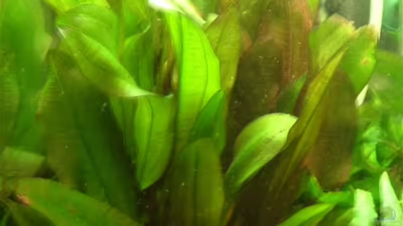 Echinodorus Dschungelstar von Oliver Krell (3)