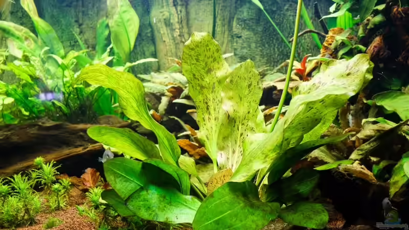 Echinodorus Dschungelstar von Seemann (14)