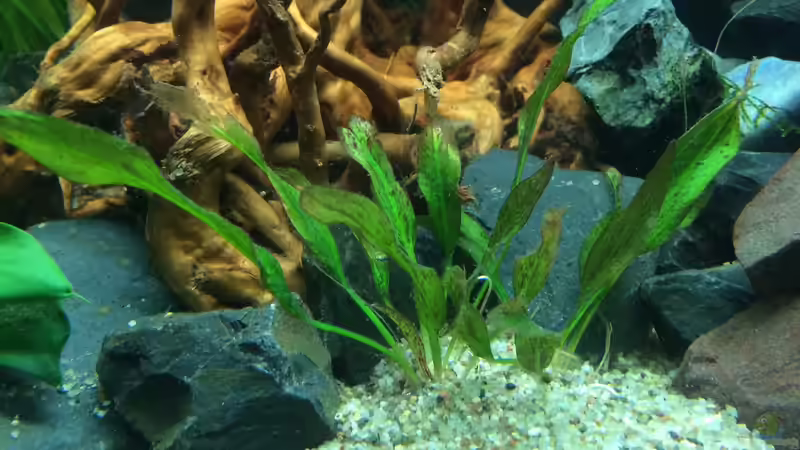 Echinodorus Dschungelstar von X-Rayminator (8)