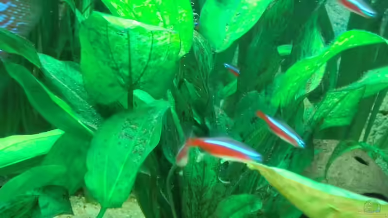 Echinodorus Dschungelstar® E14 von Sirko Fricke (27)