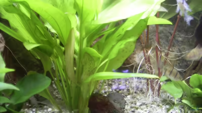 Echinodorus Dschungelstar® Nr. 3 Python von Bernd Milbrandt (7)