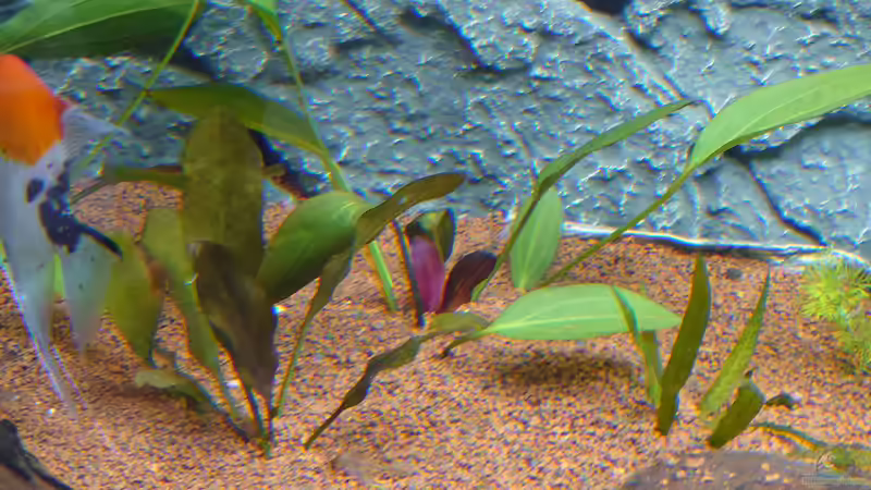 Echinodorus Ecke  von Stefan von Oettingen (12)