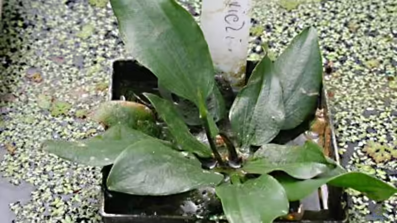 Echinodorus gabrielii von Gerhard Unruh (2)