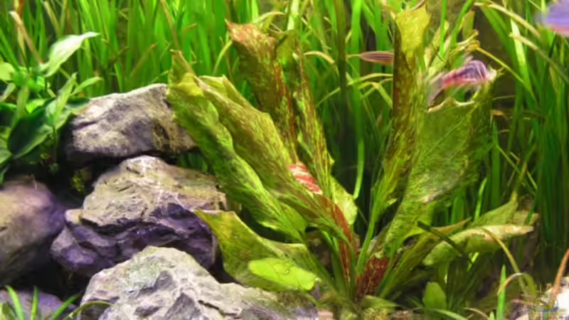 Echinodorus green flame von Henric Beyer (3)