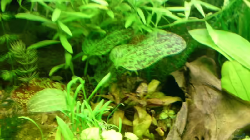 Echinodorus Green Flame von Rico (10)