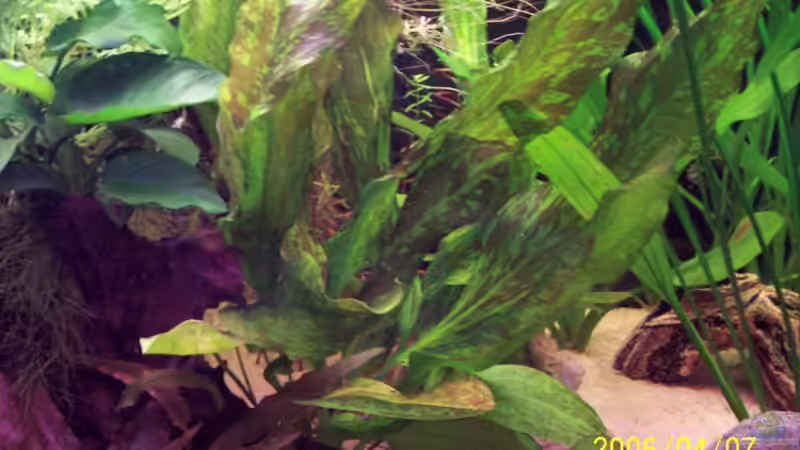 Echinodorus ´Green Flame´ von Sven Pohlner (11)