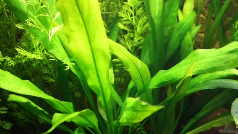 Echinodorus grisebachii Bleherae von semimarinus (20)