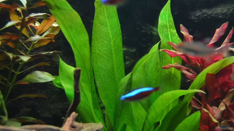 Echinodorus grisebachii im Aquarium pflegen (Einrichtungsbeispiele für Schmalblättrige Amazonasschwertpflanze)