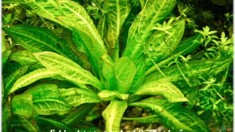 Echinodorus grisebachii ´Tropica´ von Ralf64 (40)