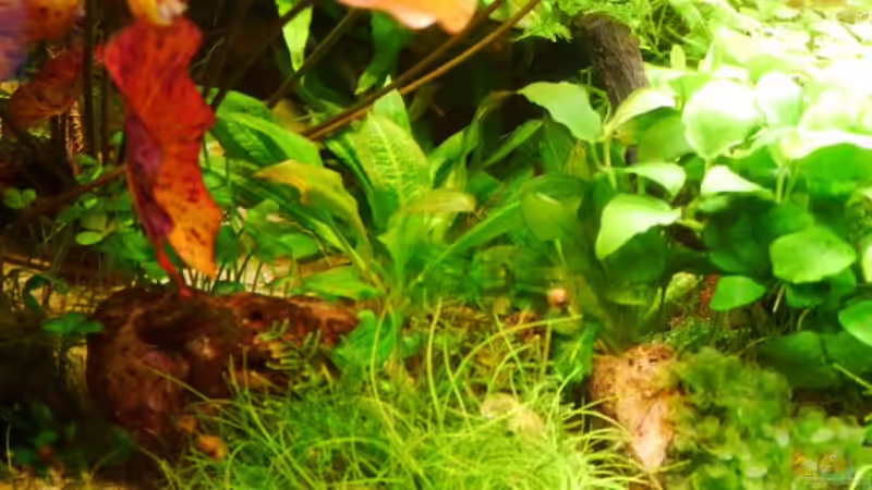 Echinodorus grisebachii ´Tropica´ von Zebraschneggla (29)