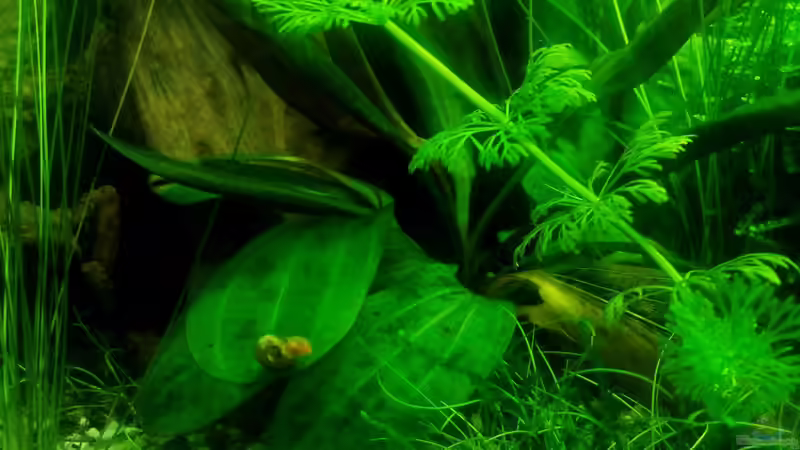 Echinodorus Hadi Ted Pearl von David Schneider Aquaristik (12)