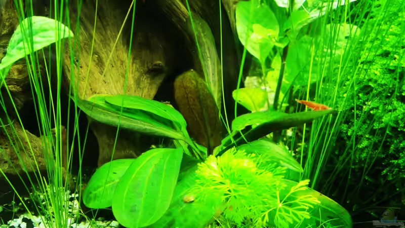 Echinodorus Hadi Ted Pearl von David Schneider Aquaristik (14)