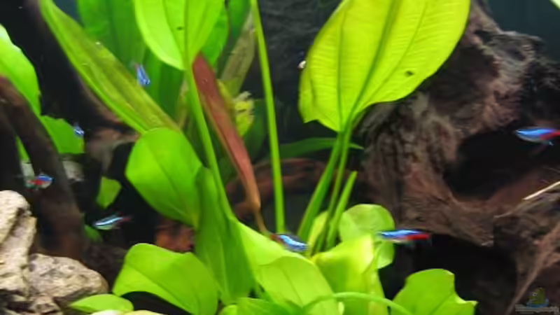 Echinodorus Harbich von Marco B. (14)