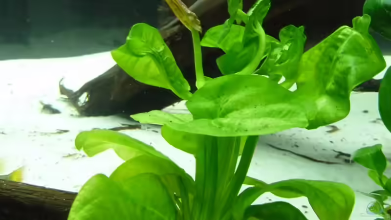 Echinodorus ´Harbich´ von me8210 (10)