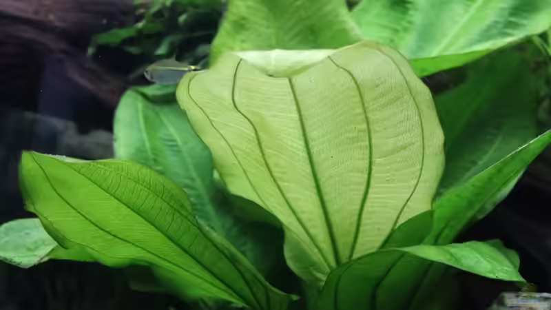 Echinodorus harbii von Aquarienlandschaften (13)