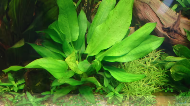 Echinodorus Harbrich Mini - ? von Grünhexe (118)